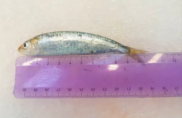 Naključno izbrani sardeli v koprski ribarnici smo namerili 12 
centimetrov. 
