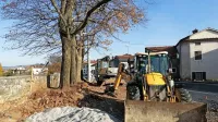 V  dutovski civilni pobudi se bojijo, da so z najnovejšimi posegi poškodovali tudi korenine lip.