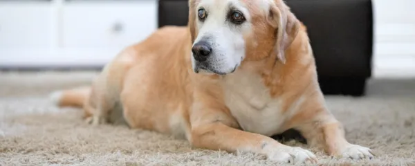 Po pomoč k bakterijam iz blata