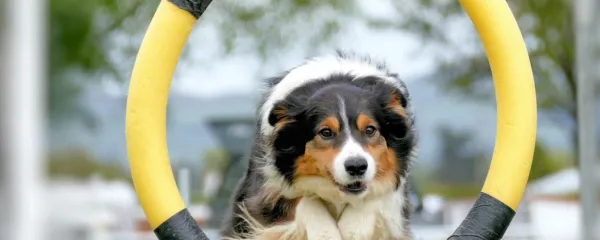 Med ovire za preskakovanje spada tudi obroč, skozi katerega mora 
pes skočiti.