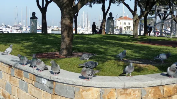 V mestu smo mulci namesto murnov, škržatov in kobilic lovili 
golobe.