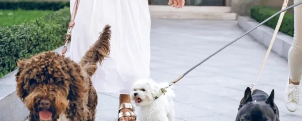 S povodcem psa nikoli ne smemo udariti in ga ne “cukati”, v 
povezavi z njim nikoli ne sme doživeti ničesar neprijetnega.