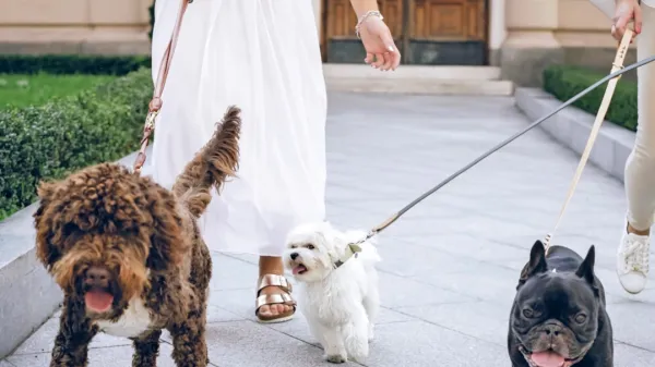 S povodcem psa nikoli ne smemo udariti in ga ne “cukati”, v 
povezavi z njim nikoli ne sme doživeti ničesar neprijetnega.