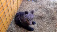 Leto dni star medvedek ima komaj 14 kilogramov in ga še ne 
morejo spustiti v naravo. 