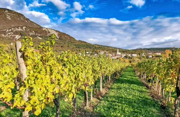Vinogradi, lepa narava, dobra domača hrana in vino - vse to in še 
kaj je v letošnji topli jeseni v Vipavsko dolino privabilo veliko 
turistov.