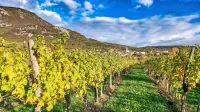 Vinogradi, lepa narava, dobra domača hrana in vino - vse to in še 
kaj je v letošnji topli jeseni v Vipavsko dolino privabilo veliko 
turistov.