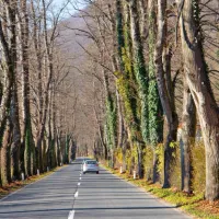 Lipov drevored vodi iz Kobarida v Staro selo, kjer je svetovno znana Hiša Franko.