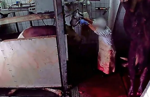 Govedu s strelno napravo v čelo zabijejo penetrirni klin in če gre 
vse po sreči, biki nemudoma izgubijo zavest. Posnetki pa kažejo, 
da številnim  bikom ta  način omame povzroči le hudo boleče in 
paralizirajoče poškodbe lobanje, tako da izkrvavitev doživijo pri 
zavesti, so izpostavili pri društvu AETP.