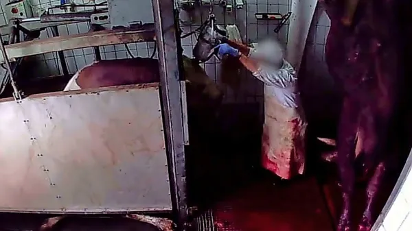 Govedu s strelno napravo v čelo zabijejo penetrirni klin in če gre 
vse po sreči, biki nemudoma izgubijo zavest. Posnetki pa kažejo, 
da številnim  bikom ta  način omame povzroči le hudo boleče in 
paralizirajoče poškodbe lobanje, tako da izkrvavitev doživijo pri 
zavesti, so izpostavili pri društvu AETP.