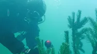 Okraševanje novoletne jelke v reki Vipavi je že dolgoletna 
tradicija.  