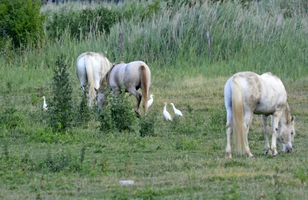 Sprehod žrebička Brina (rjave barve) in  kobil Cabidoule ter Rižane  
spremljajo še kravje čaplje.