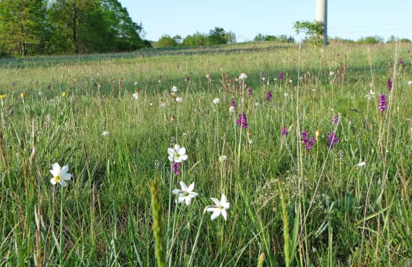 Suhi kraški travnik je domovanje številnih redkih rastlinskih in 
živalskih vrst. Kakšno je njihovo stanje v Sloveniji, v okoljskem 
poročilu ni jasno navedeno, opozarjajo nevladne organizacije.  