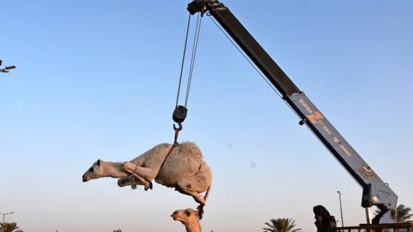 Leteče kamele v Buraydahu