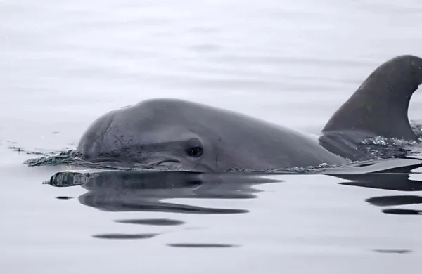 Delfin se je ob iskanju hrane  zadrževal v bližini izliva kanala 
Quarantia in na območju rta Barene.