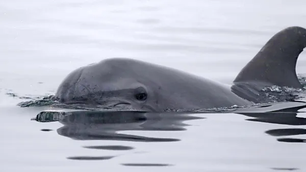 Delfin se je ob iskanju hrane  zadrževal v bližini izliva kanala 
Quarantia in na območju rta Barene.