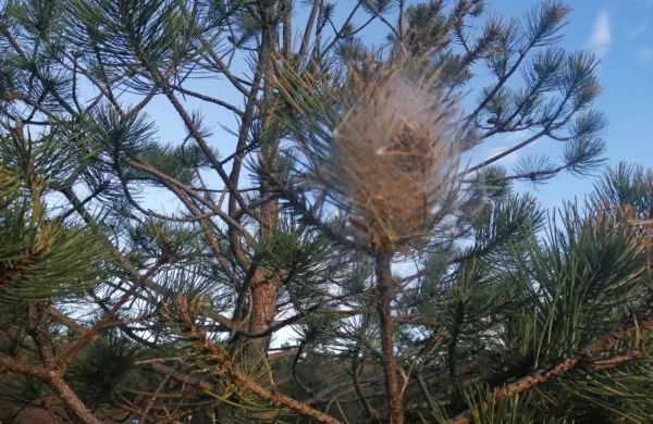 V zadnjih letih je na obronkih gozdov vse več gnezd borovega 
prelca.