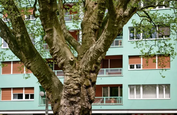 V blokih, ki se ogrevajo z zemeljskim plinom, bo cena ogrevanja 
odvisna od tega, ali jih distributerji obravnavajo kot  gospodinjske 
ali kot poslovne odjemalce. 