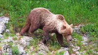 Javornik  velja  za  območje,  kjer živi velika  populacija medveda.  Po 
včerajšnjem  napadu medvedke  so  policisti     tudi vse  pohodnike  
pozvali, naj bodo previdni.   