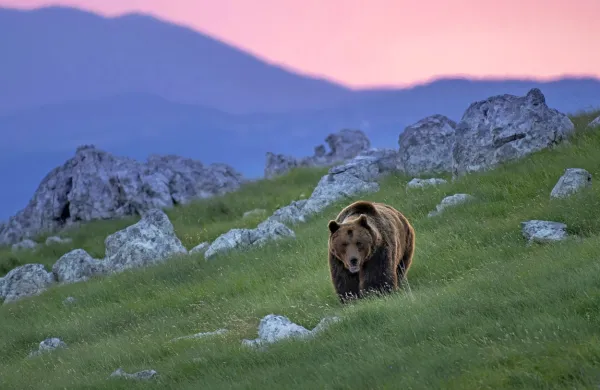  Lanska letina je bila zaradi hude pomladne zmrzali tudi v gozdovih 
pičla, zaradi česar si medvedje niso nabrali dovolj maščobe. To in 
nekaj sončnih, malo toplejših dni, je dovolj, da srečamo medveda 
tudi pozimi. 
