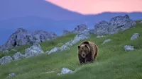  Lanska letina je bila zaradi hude pomladne zmrzali tudi v gozdovih 
pičla, zaradi česar si medvedje niso nabrali dovolj maščobe. To in 
nekaj sončnih, malo toplejših dni, je dovolj, da srečamo medveda 
tudi pozimi. 