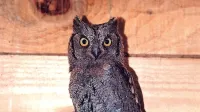 Veliki skovik (Otus scops) redno gnezdi v slovenskih obalnih 
mestih.