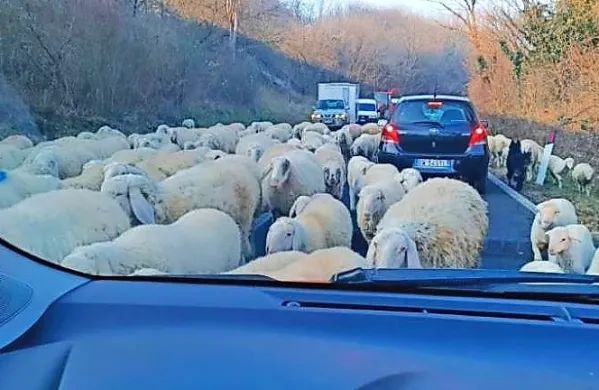 Pastir je čredo ovac gnal na pašo v sovodenjsko občino.