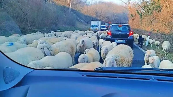 Pastir je čredo ovac gnal na pašo v sovodenjsko občino.