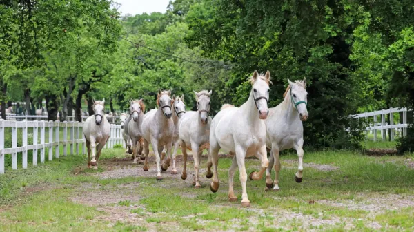 Kulturni praznik z lipicanci