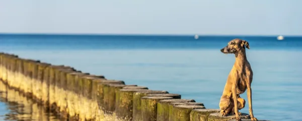 Mutacija gena CYP2B11-H3, ki je odgovoren za presnovo velike 
večine anestetikov v jetrih, zna ponagajati predvsem  hrtom.