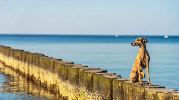 Mutacija gena CYP2B11-H3, ki je odgovoren za presnovo velike 
večine anestetikov v jetrih, zna ponagajati predvsem  hrtom.