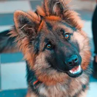 Verjetno najpogostejša mutacija, tako imenovana mutacija MDR1, 
prizadene približno desetino nemških ovčarjev (na fotografiji) in 
mešancev.