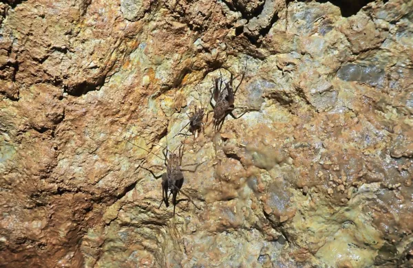 V največji do zdaj odkriti jami na trasi drugega tira so našli tudi 
jamske kobilice.