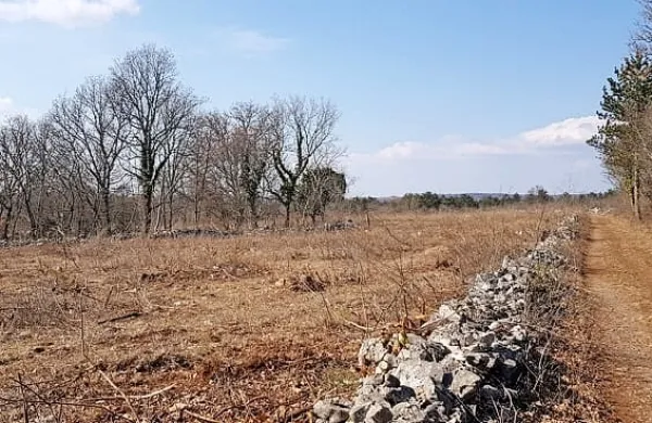S čiščenjem zaraščenih kraških travišč bodo kmetje prispevali k 
ohranjanju tudi ogroženih vrst rastlin, ptic, metuljev in drugih 
organizmov.