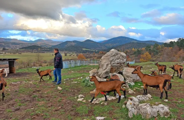 Gregor Slavec je po napadu volka ostal brez breje bovške ovce, 
kozla in šestih kozličkov.