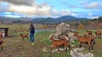 Gregor Slavec je po napadu volka ostal brez breje bovške ovce, 
kozla in šestih kozličkov.
