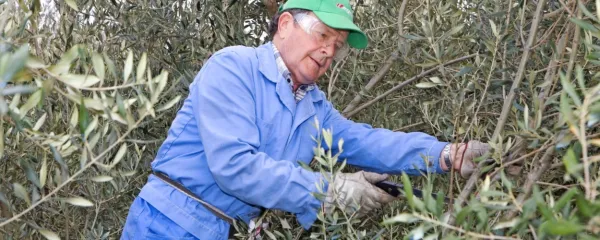 Angelo Hlaj (1940 - 2019) je posebno pozornost namenjal rezi, o 
kateri je podučil številne slovenske oljkarje. Rez bo tudi pomemben del strokovnega srečanja Hlajevi dnevi, ki bo potekalo 
med 30. marcem in 2. aprilom.