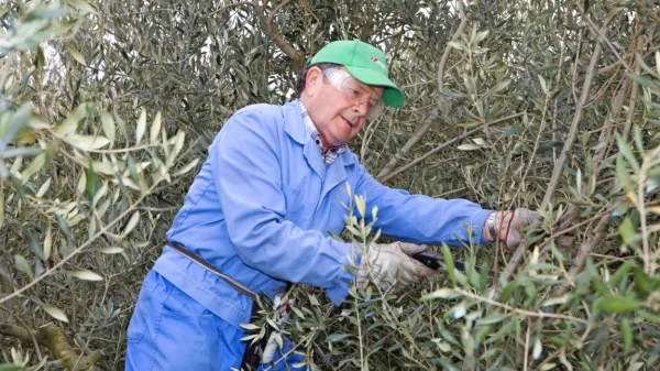 Angelo Hlaj (1940 - 2019) je posebno pozornost namenjal rezi, o 
kateri je podučil številne slovenske oljkarje. Rez bo tudi pomemben del strokovnega srečanja Hlajevi dnevi, ki bo potekalo 
med 30. marcem in 2. aprilom.