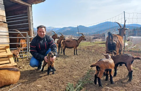 Gregor Slavec bo odškodnino za izgubo petih kozličkov v napadu 
volka pred tednom dni  poskušal izterjati na  Arsu.  