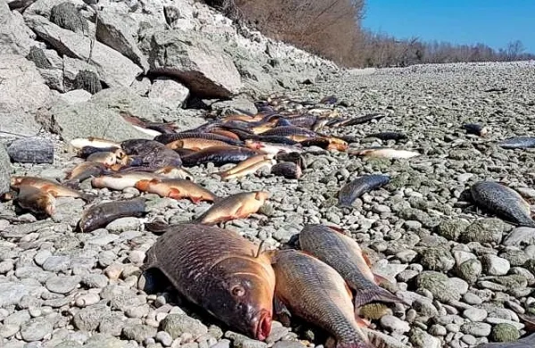 

Do pogina je prišlo na odseku reke Soče pri Gradišču