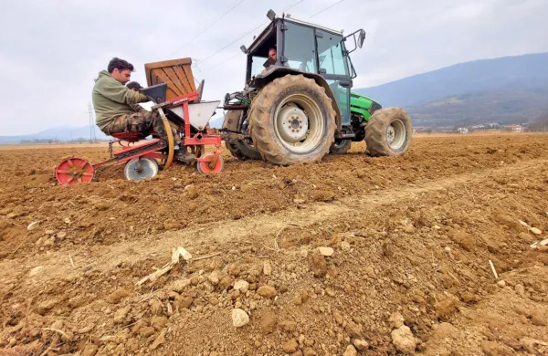 Tudi krompir, ki so ga na šempaskem polju sadili minuli teden, v 
zemlji čaka na prvi dež.