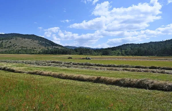 S prilagojeno košnjo želijo ohranjati mokrotne in suhe travnike na 
območju krajinskega parka Pivških presihajočih jezer. 