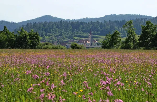 Notranjski regijski park naj bi se razširil najmanj na naravovarstveno zelo pomembno območje Planinskega polja. 