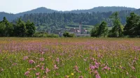 Notranjski regijski park naj bi se razširil najmanj na naravovarstveno zelo pomembno območje Planinskega polja. 