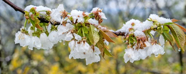 Aprila včasih ob prodorih hladnega zraka preseneti tudi sneg.