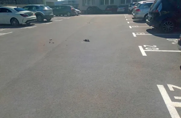 Odvetnica Maja Brunskole je obglavljenega goloba našla sredi 
parkirišča, ki ga uporabljajo le zaposleni v odvetniški pisarni 
Čeferin.