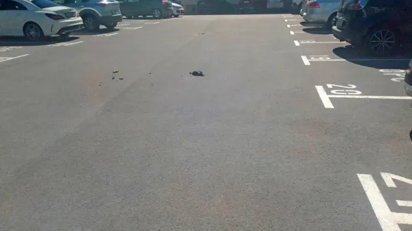 Odvetnica Maja Brunskole je obglavljenega goloba našla sredi 
parkirišča, ki ga uporabljajo le zaposleni v odvetniški pisarni 
Čeferin.