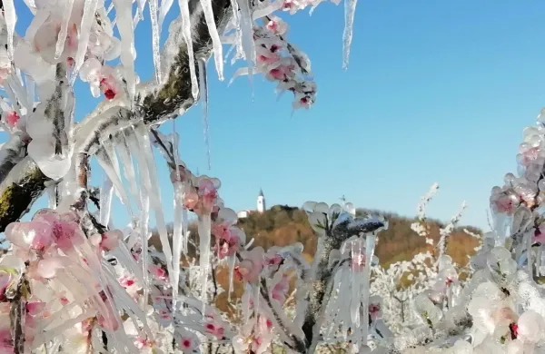     Zakaj Vipavska dolina, kot številna druga območja v državi, ostaja 
ujetnica začaranega kroga zmanjševanja kmetijske pridelave? 

