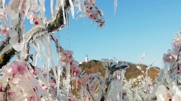     Zakaj Vipavska dolina, kot številna druga območja v državi, ostaja 
ujetnica začaranega kroga zmanjševanja kmetijske pridelave? 


