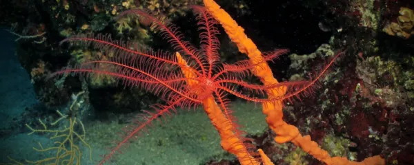 Navadna morska lilija