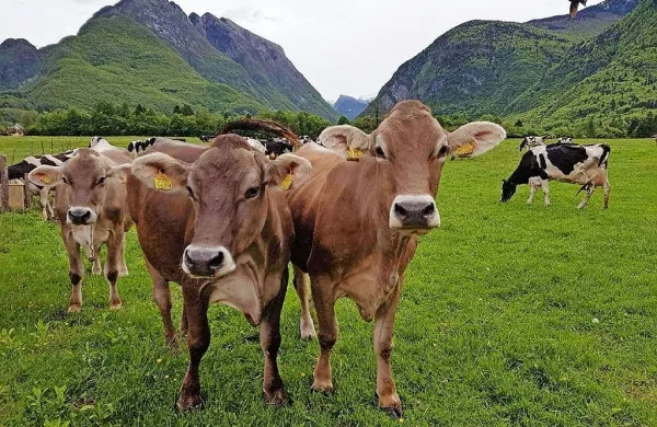 Radovedne krave na oglednem posestvu Bogata pri Bovcu. 